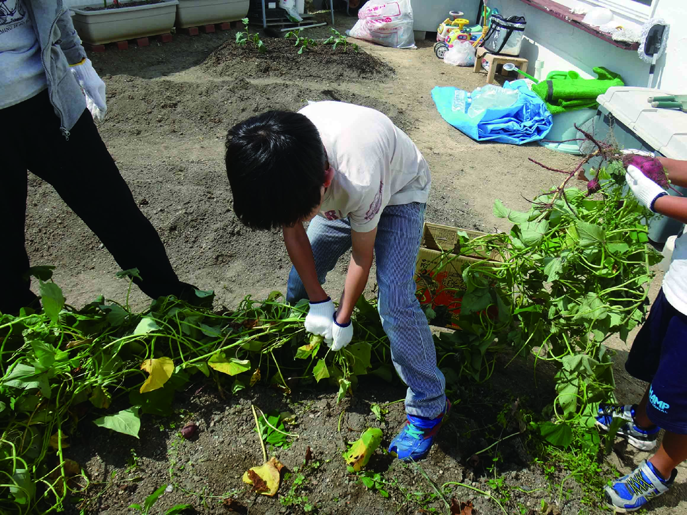 野菜の収穫といった普段経験できないことを行い、子供たちの成長を促している。