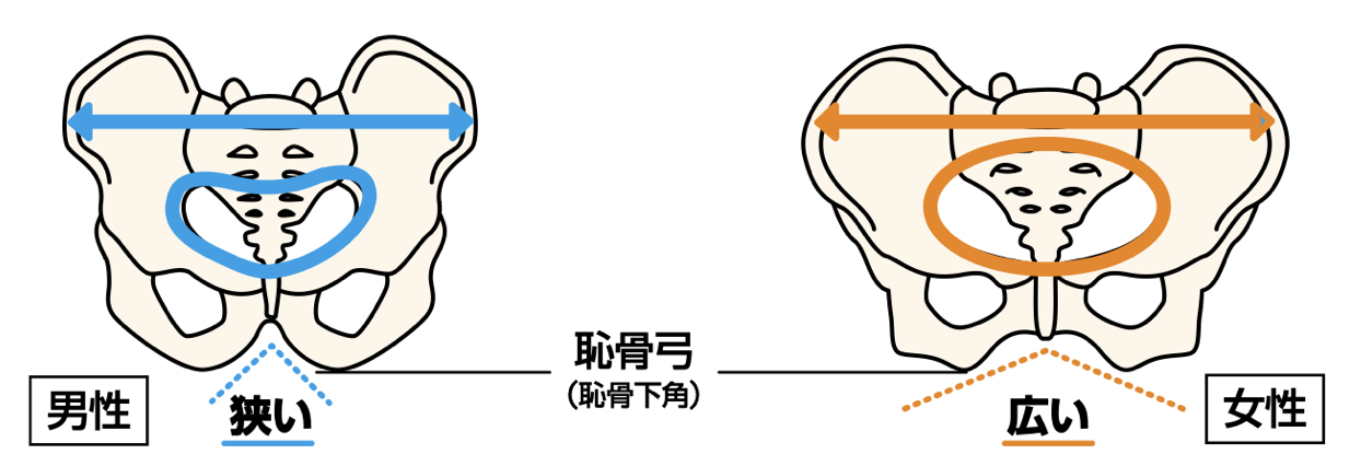 図2 骨盤の男女差