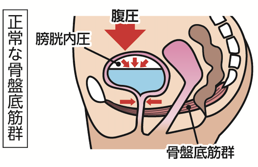 図2骨盤底.png