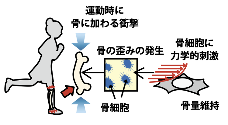 図5 骨の強さを維持するには骨に刺激が必要