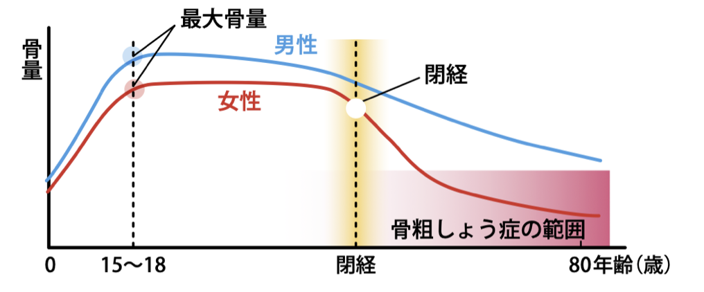 図2 骨量の一生